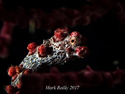 Pigmy sea horse by Mark Reilly 